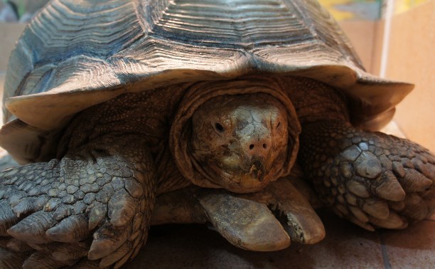 Придумай имя для черепахи и получи пригласительный в тульский экзотариум
