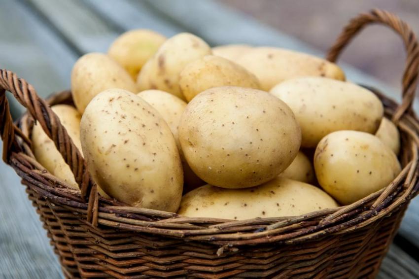 Диетологи назвали веские причины для употребления картофеля