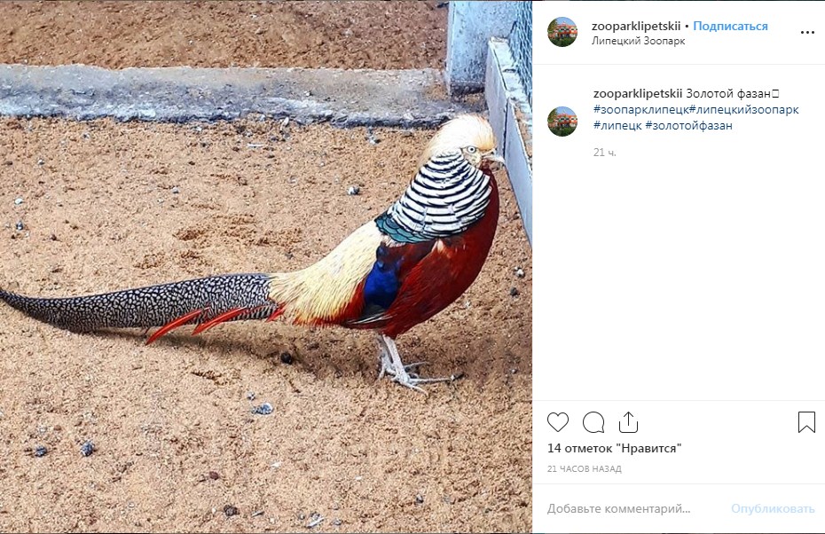 У липецкого зоопарка появилась страничка в Instagram