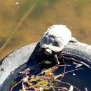 В пруду у Диорамы после зимней спячки проснулась черепаха