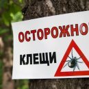За неделю 149 жителей Кировской области пострадали от укусов клещей