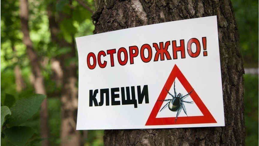 За неделю 149 жителей Кировской области пострадали от укусов клещей
